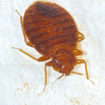 South Florida Bed Bug Prevention Tips: Stay Pest-Free