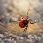 Beware of Deer Ticks: Stealthy Pests with Serious Consequences