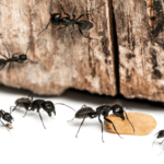 South Florida Pest Control: Expert Ant Infestation Solutions
