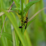 Mud Dauber Wasps: A Quiet Threat in South Florida