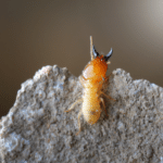 South Florida Termite Infestation Guide: Spotting Tips & Solutions