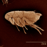 Tiny Pests, Big Problems: Safeguarding Your Home from Fleas