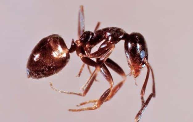 Argentine Ant