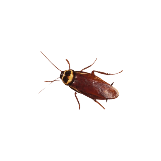 Australian Cockroach