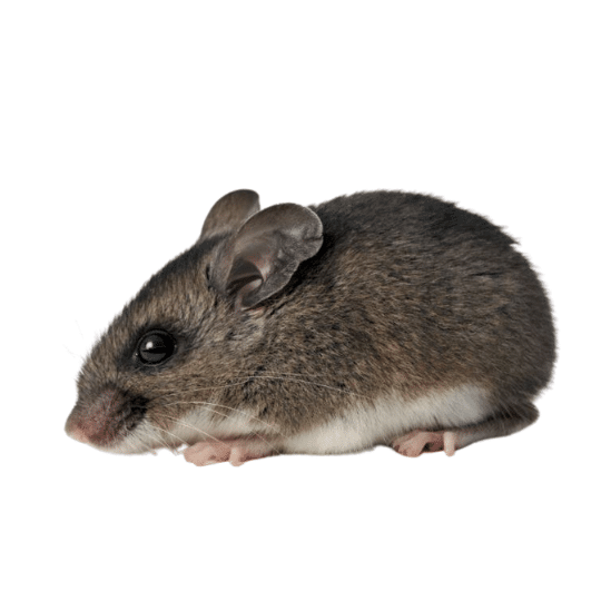 Deer Mice