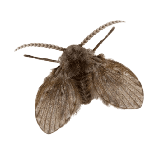 Drain Fly