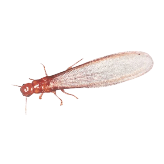 Drywood Termite