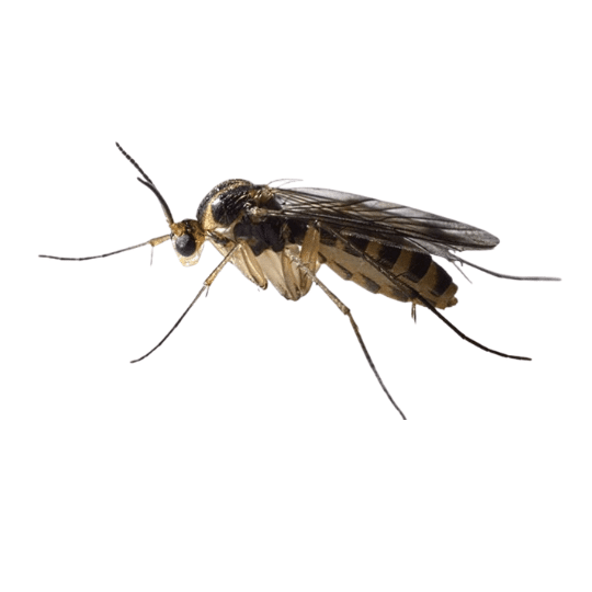 Fungus Gnat