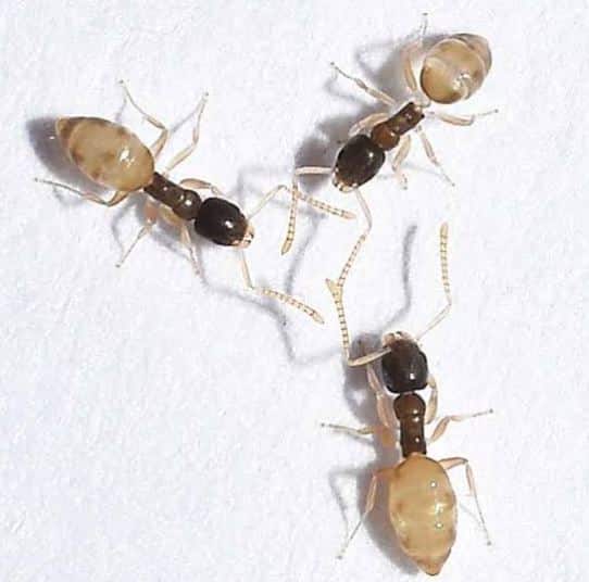 Ghost Ant