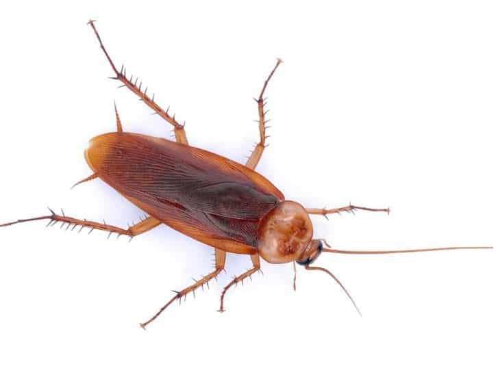 American Cockroach