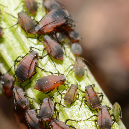 Aphid Control 101
