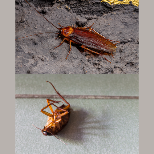 Palmetto Bugs vs. Cockroaches