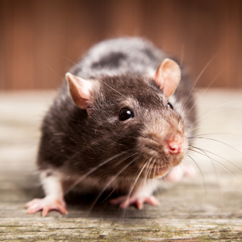 Understanding Rats