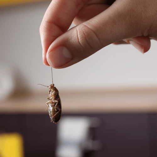 Cockroach Control in Apartments
