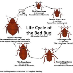 Bed Bug Life
