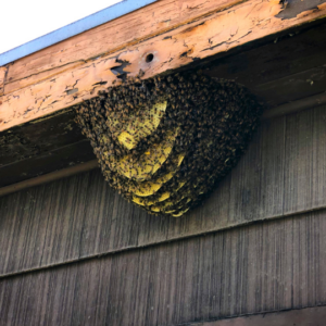 Bee Hive Home