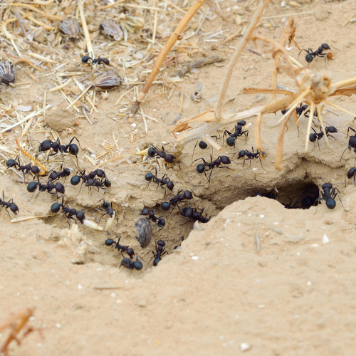 Dealing with Ant Colonies