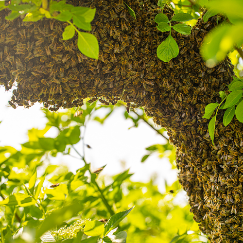 Handling a Bee Swarm at Home