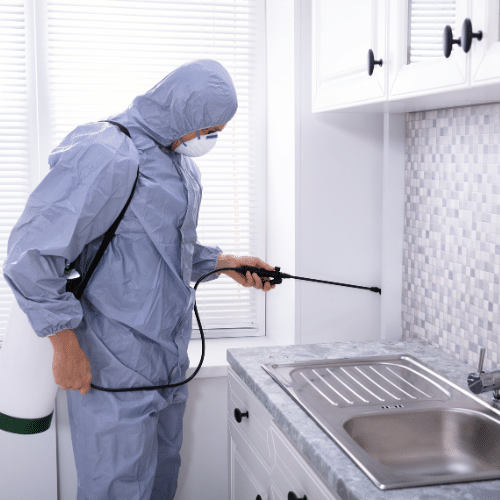 Kitchen Pest Control Tips