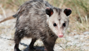 Safe Opossum Deterrents