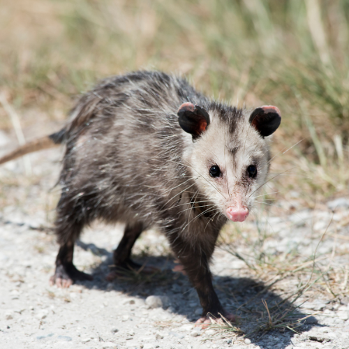 Safe Opossum Deterrents