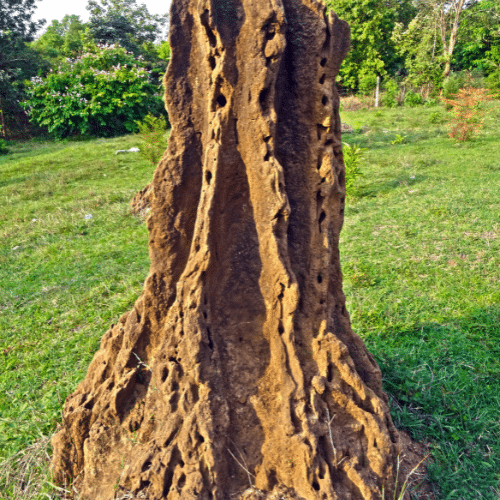 Cost of Termite Control