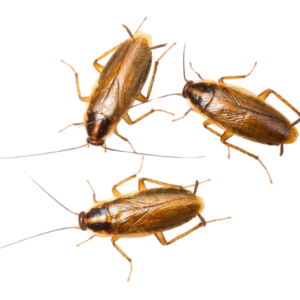 German Cockroach Family
