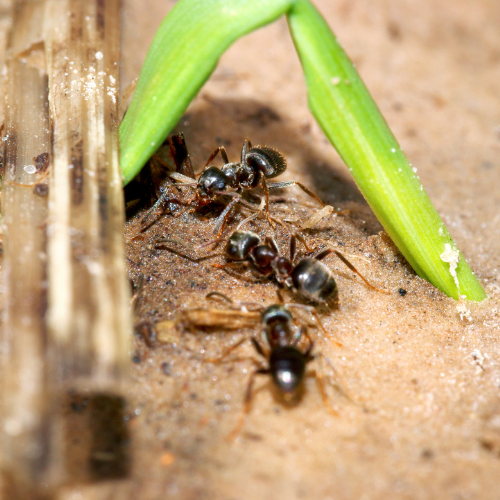 Landscape Tips to Prevent Ants