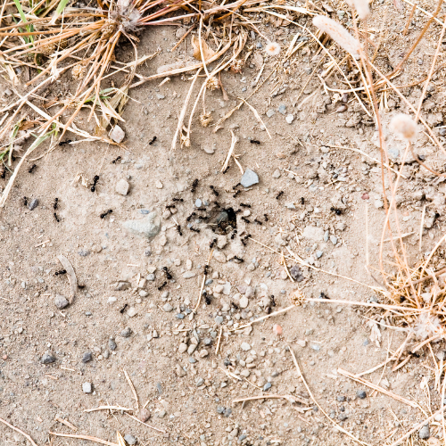 Preventing Ant Colonies in Your Home