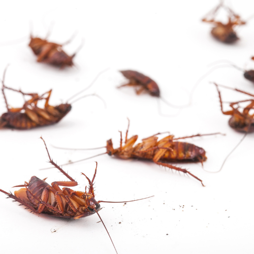 Preventing Cockroach Infestation