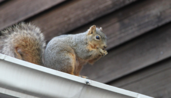 Preventing Squirrel Infestations