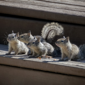 Squirrel-Proofing South Florida Homes 