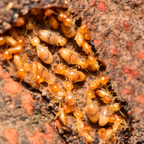 Termite Treatment Options