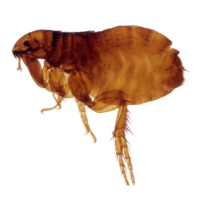 Flea Prevention in Carpets and Furniture