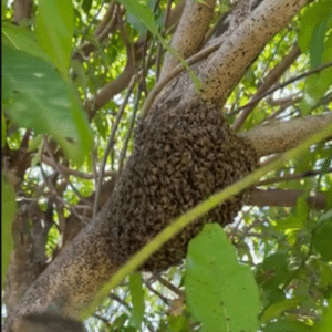 Bee Hive Removal Margate, FL