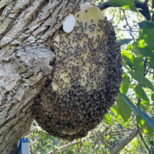 Bee Hive removal