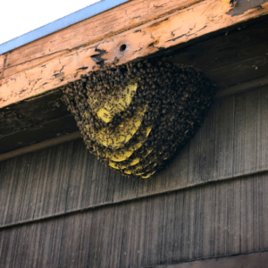 Bee Hive removal coconut creek