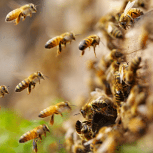 Bee control Plantation, FL