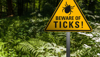 Best Tick Prevention for Pets
