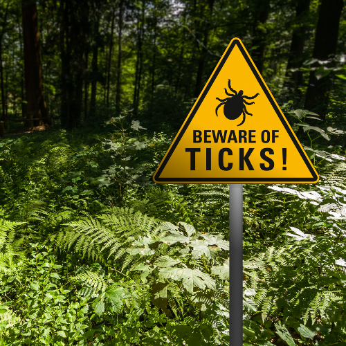Best Tick Prevention for Pets