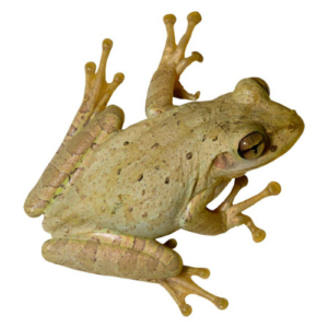 Cuban Tree Frogs