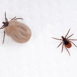 Essential Steps for Tick Removal