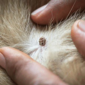 Essential Tick Care for Pets
