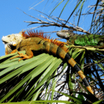 Dealing With an Iguana Infestation
