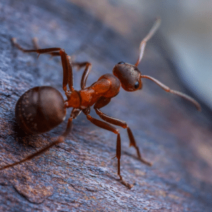 _Lauderhill Ant Control