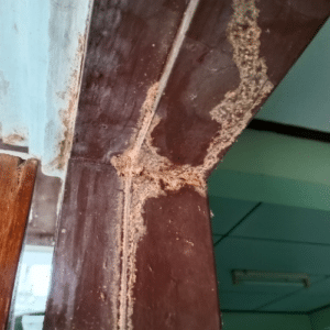 _Lauderhill Termite Control