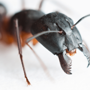 North Lauderdale Ant control