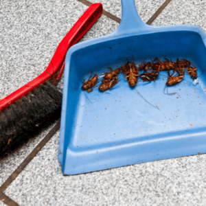 North Lauderdale Cockroach control
