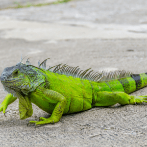 North Lauderdale iguana control
