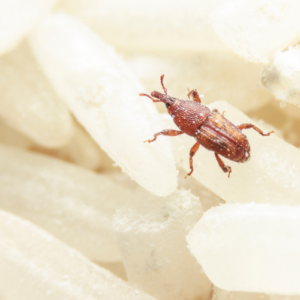Rice Weevil Control